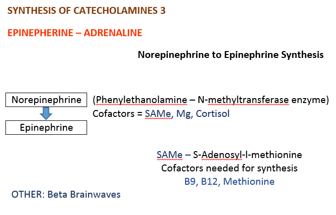 epinephrine synthesis