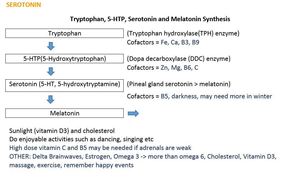 serotonin synthesis